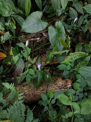 Strobilanthes formosana