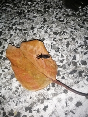 Ectrychotes andreae