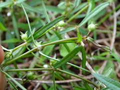 Scleromitrion brachypodum