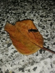 Ectrychotes andreae