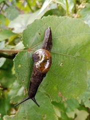 Helicarionidae