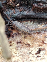 Porcellionides cingendus