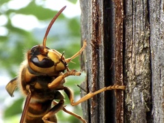 Vespa simillima xanthoptera