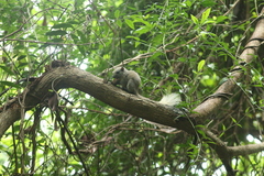 Callosciurus finlaysonii