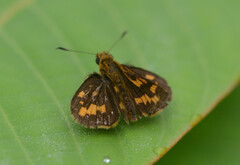 Taractrocera ceramas
