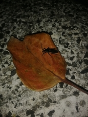 Ectrychotes andreae