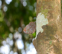 Kallima horsfieldii