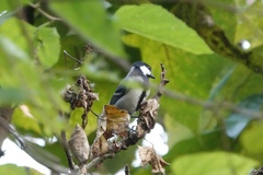 Parus minor commixtus