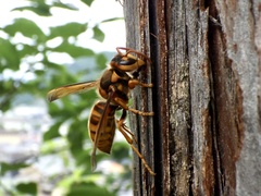 Vespa simillima xanthoptera