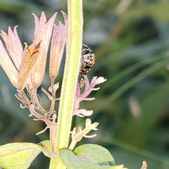 Heliophanus kochii