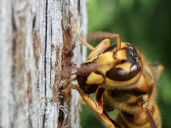 Vespa simillima xanthoptera