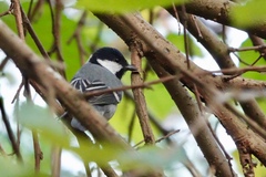 Parus minor commixtus