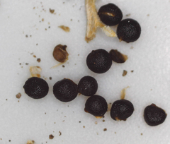 Colchicum melanthioides