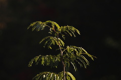 Gleditsia triacanthos