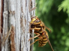 Vespa simillima xanthoptera