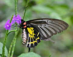 Troides minos