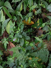 Strobilanthes formosana