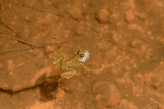 Euphlyctis cyanophlyctis