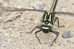 Asiagomphus melaenops