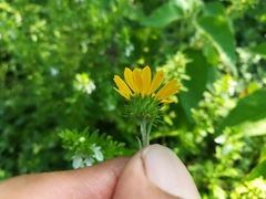 Grindelia tenella