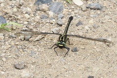 Asiagomphus melaenops