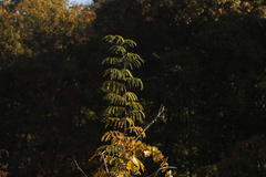 Gleditsia triacanthos