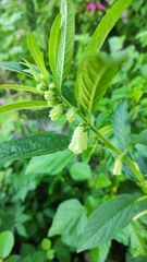 Sesamum indicum