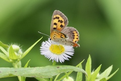 Lycaena phlaeas daimio