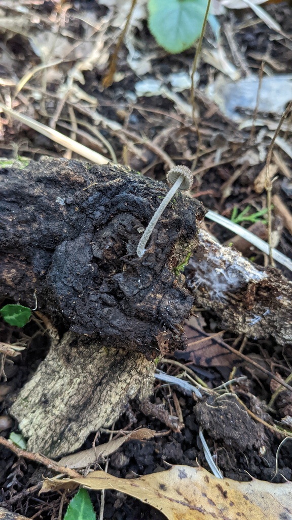 Cystoagaricus strobilomyces · October 2022 · photo: © atsushi_nakajima_cirque (iNaturalist, cc-by)