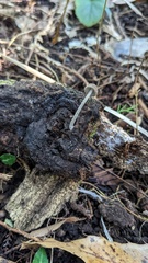 Cystoagaricus strobilomyces