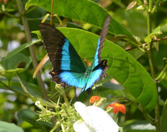 Papilio buddha