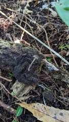 Cystoagaricus strobilomyces