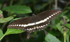 Papilio liomedon