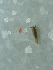 Cicadellidae