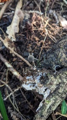 Cystoagaricus strobilomyces
