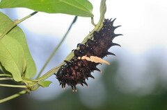 Troides minos