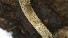 Cystoagaricus strobilomyces