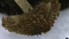 Cystoagaricus strobilomyces