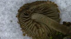 Cystoagaricus strobilomyces
