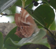 Abisara bifasciata