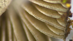 Cystoagaricus strobilomyces