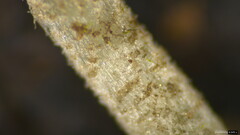 Cystoagaricus strobilomyces