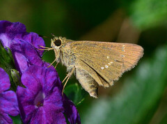 Borbo cinnara