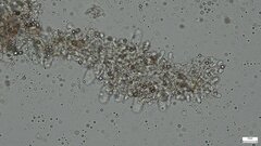 Cystoagaricus strobilomyces