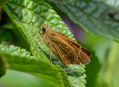 Polytremis lubricans