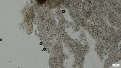 Cystoagaricus strobilomyces