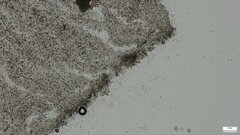 Cystoagaricus strobilomyces