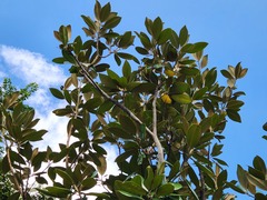 Magnolia liliiflora