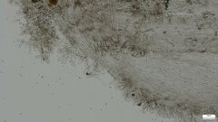 Cystoagaricus strobilomyces