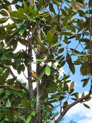 Magnolia liliiflora